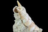 Fossil Gastropod (Haustator) Cluster - Damery, France #74518-2